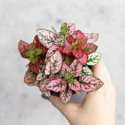  Hypoestes Phyllostachya 'Polka Dot Plant'