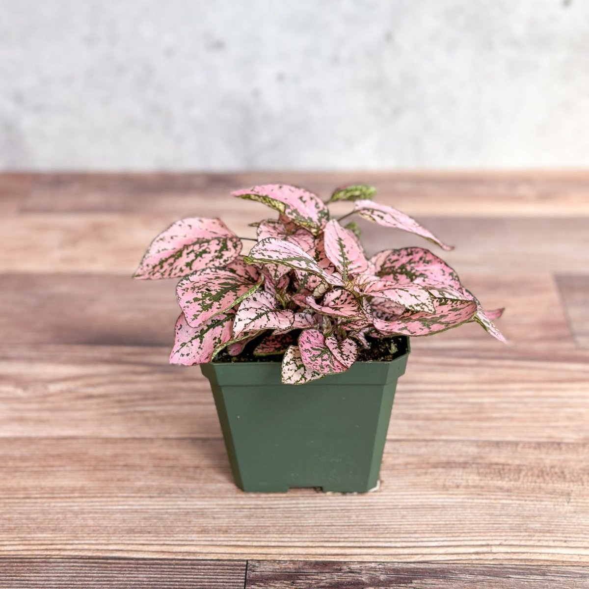  Hypoestes Phyllostachya 'Polka Dot Plant'