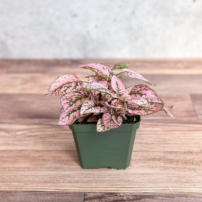  Hypoestes Phyllostachya 'Polka Dot Plant'