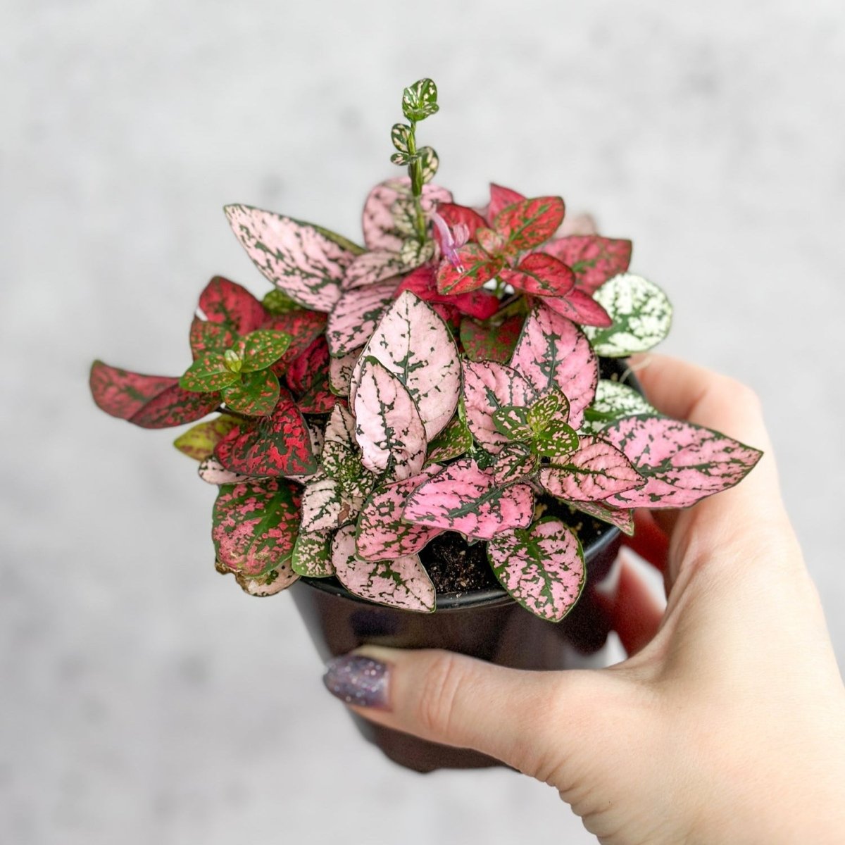  Hypoestes Phyllostachya 'Polka Dot Plant'