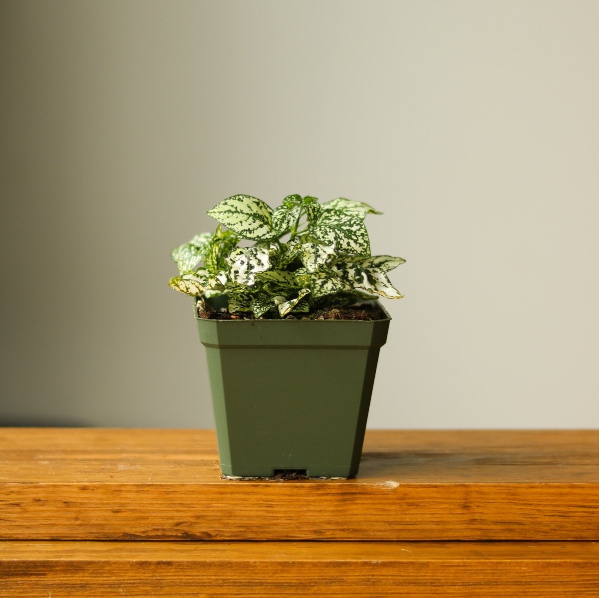  Hypoestes Phyllostachya 'Polka Dot Plant'