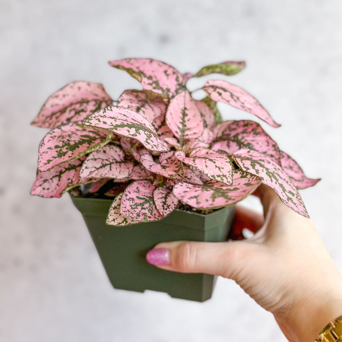  Hypoestes Phyllostachya 'Polka Dot Plant'