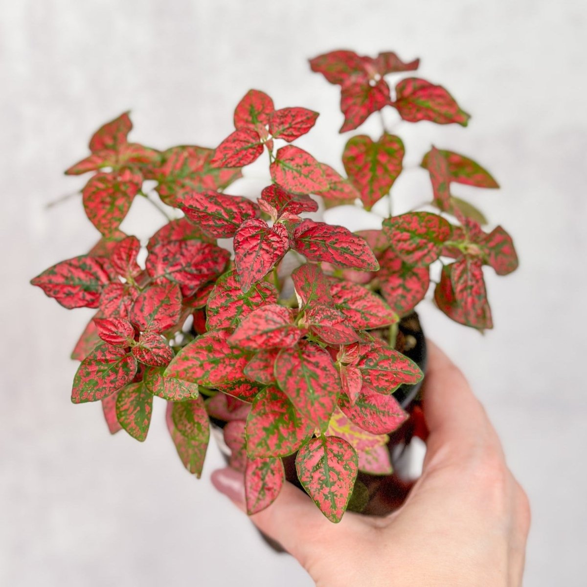 Hypoestes Phyllostachya 'Polka Dot Plant'
