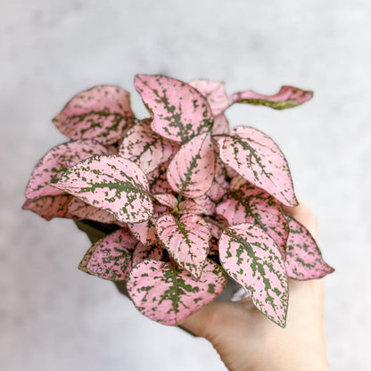  Hypoestes Phyllostachya 'Polka Dot Plant'