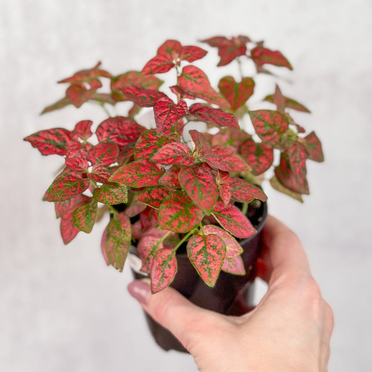 Hypoestes Phyllostachya 'Polka Dot Plant'