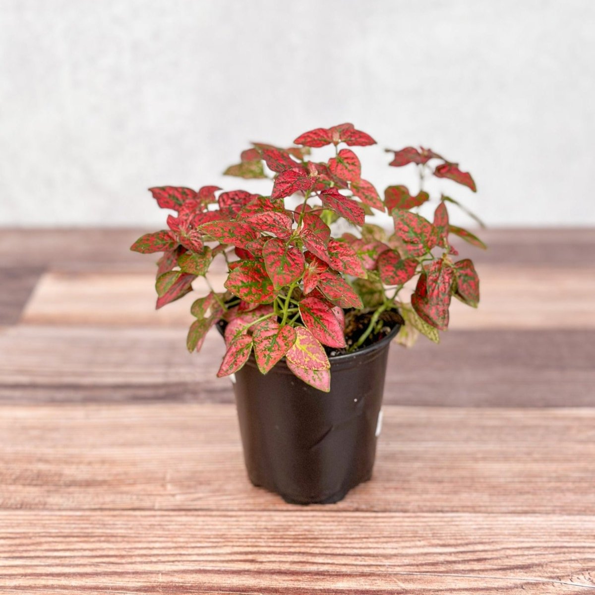  Hypoestes Phyllostachya 'Polka Dot Plant'