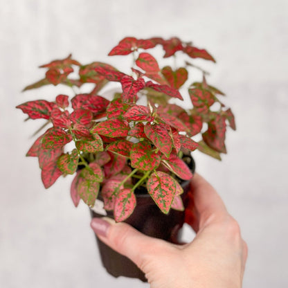  Hypoestes Phyllostachya 'Polka Dot Plant'