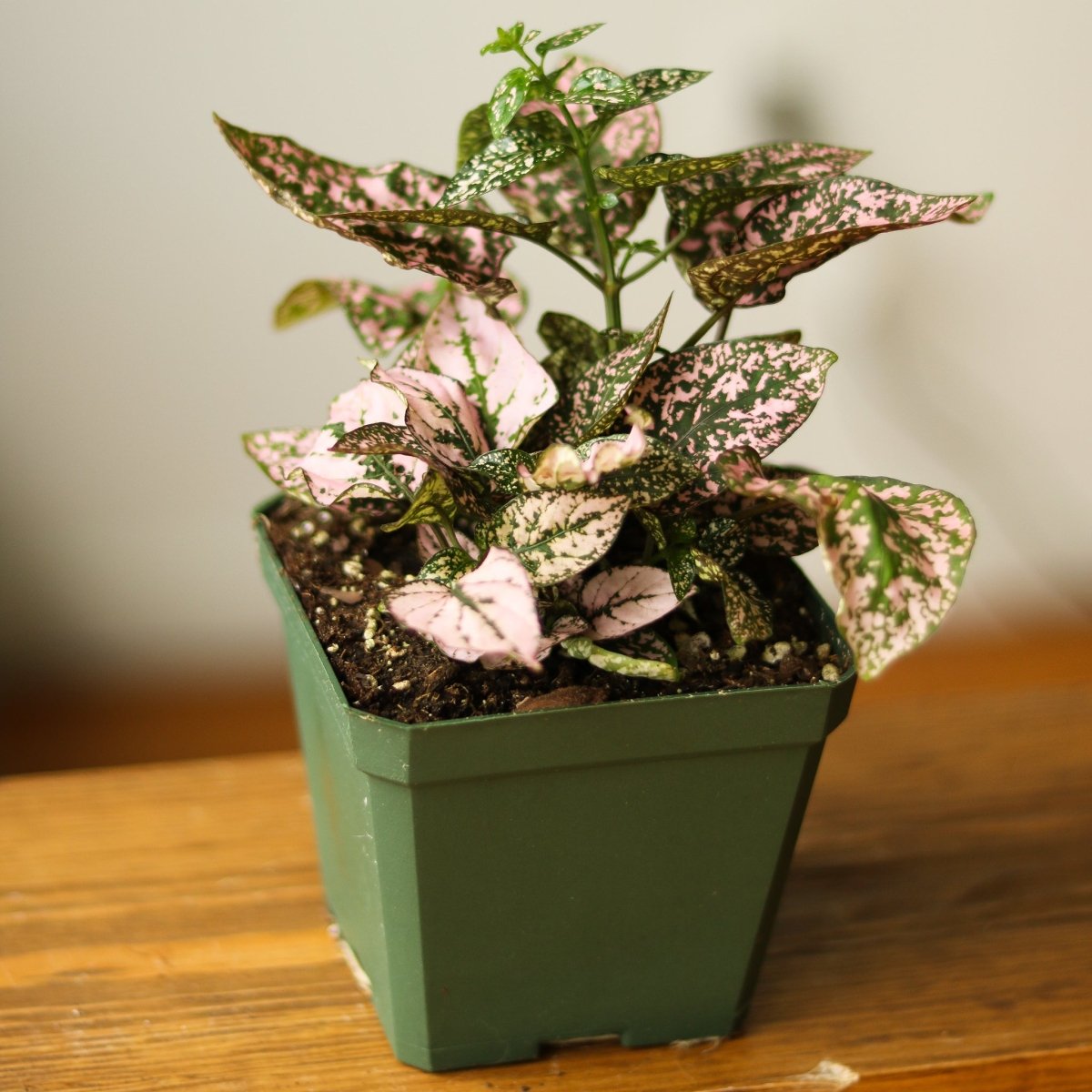  Hypoestes Phyllostachya 'Polka Dot Plant'