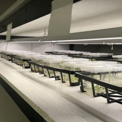  Integrated 4' LED Grow Light– Dual T8 Sun White Pro Spectrum