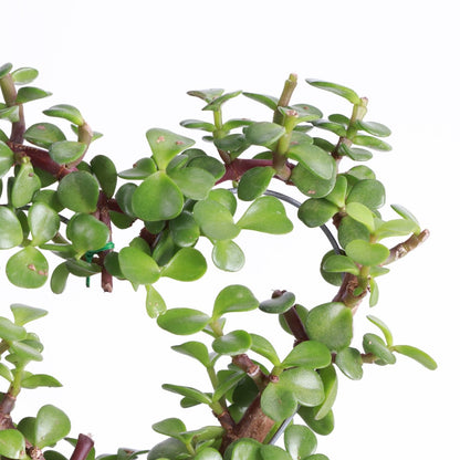  Jade Heart Bonsai -Live Plant
