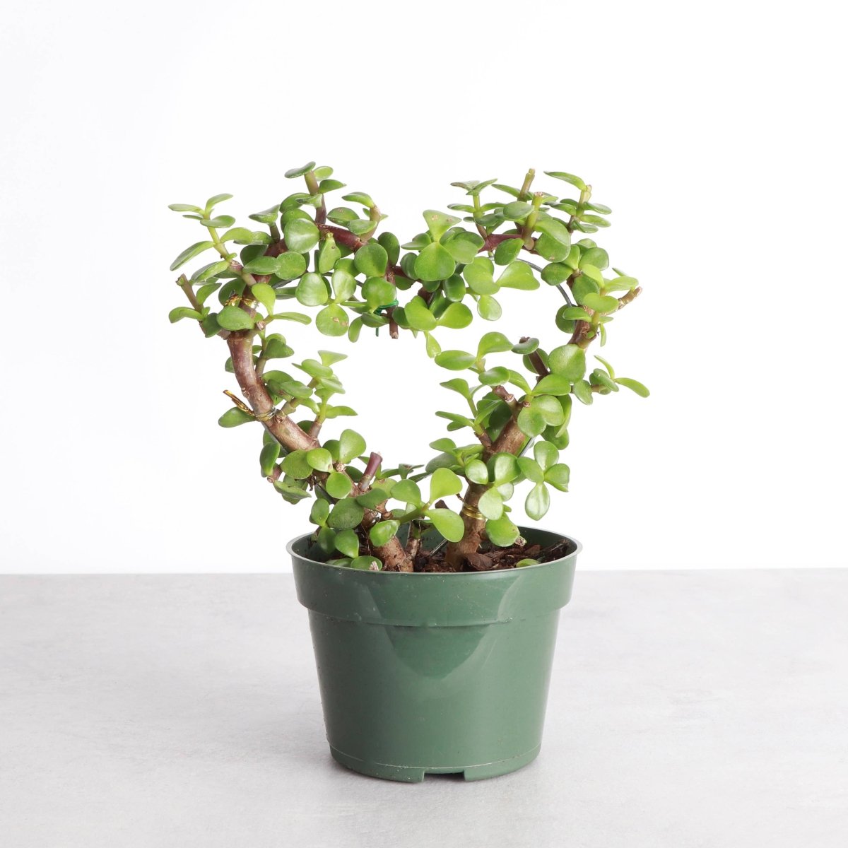  Jade Heart Bonsai -Live Plant