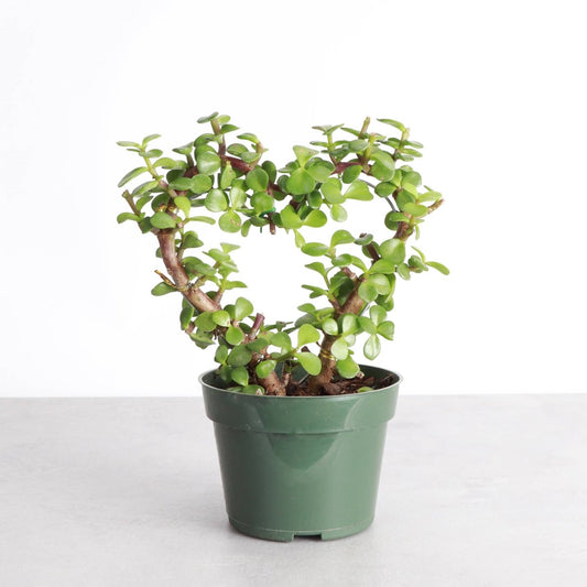  Jade Heart Bonsai -Live Plant