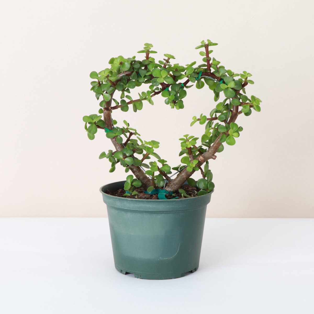  Jade Heart Bonsai -Live Plant