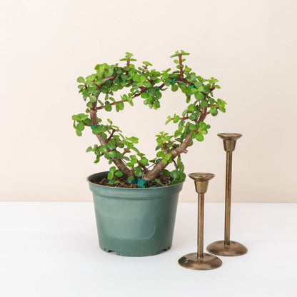  Jade Heart Bonsai -Live Plant