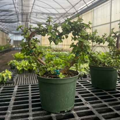  Jade Heart Bonsai -Live Plant