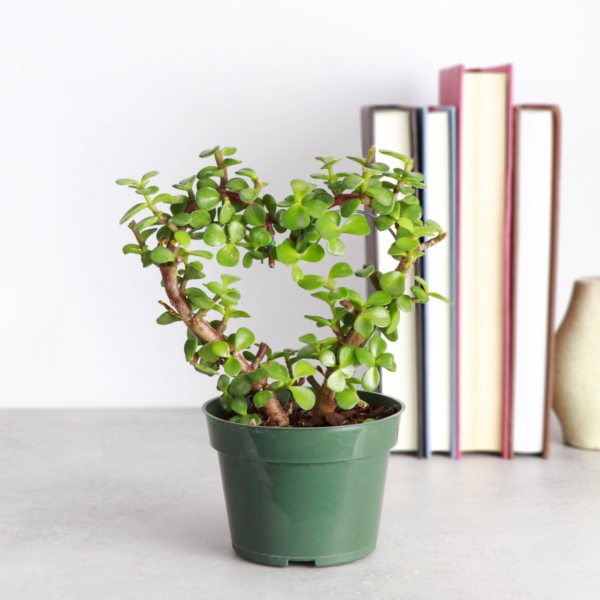  Jade Heart Bonsai -Live Plant