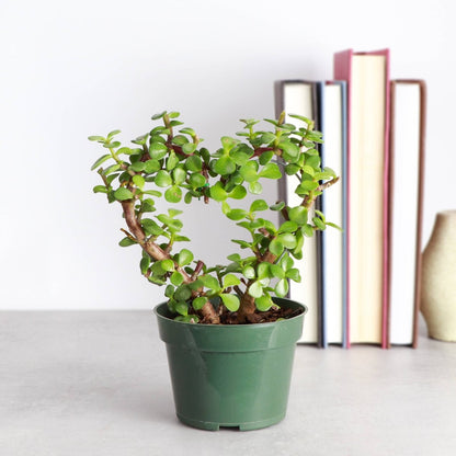  Jade Heart Bonsai -Live Plant