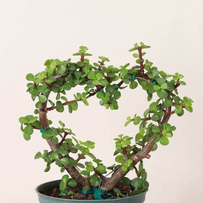  Jade Heart Bonsai -Live Plant