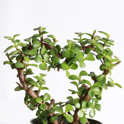  Jade Heart Bonsai -Live Plant