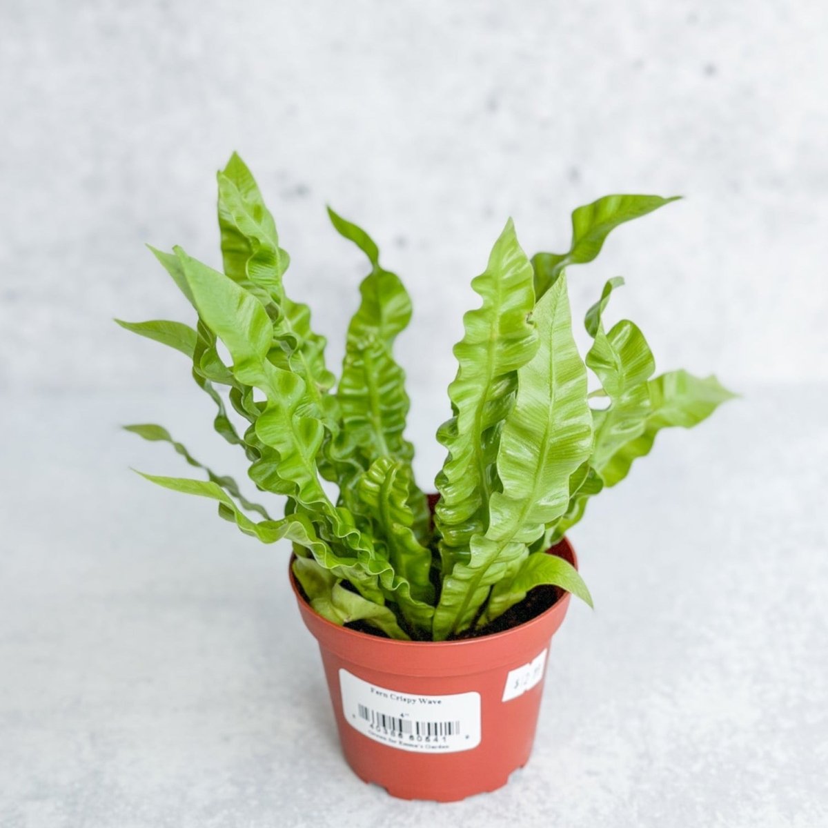  Japanese Asplenium Nidus ‘Crispy Wave Fern’ - 4 Inch