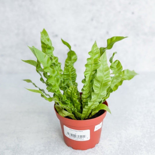  Japanese Asplenium Nidus ‘Crispy Wave Fern’ - 4 Inch