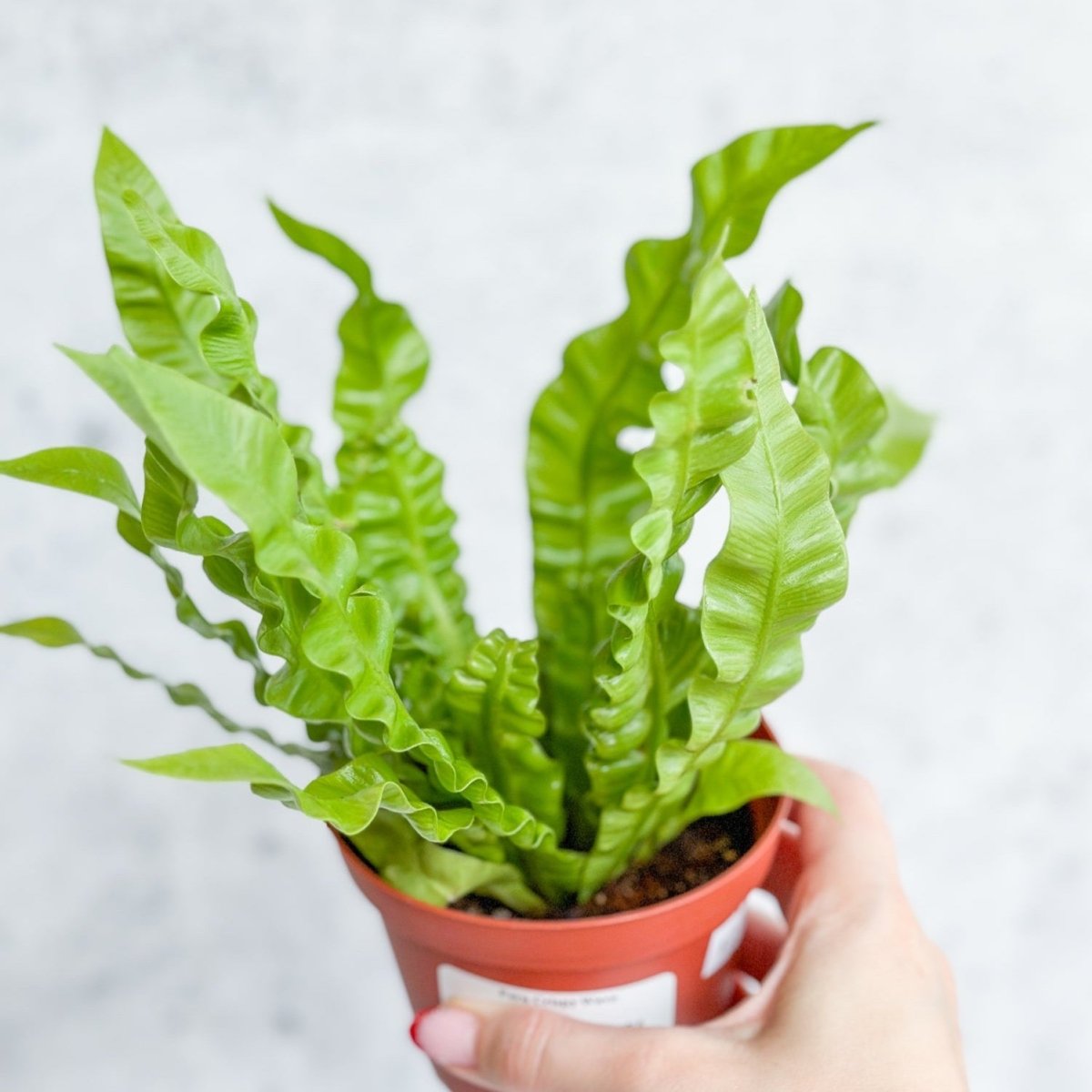  Japanese Asplenium Nidus ‘Crispy Wave Fern’ - 4 Inch