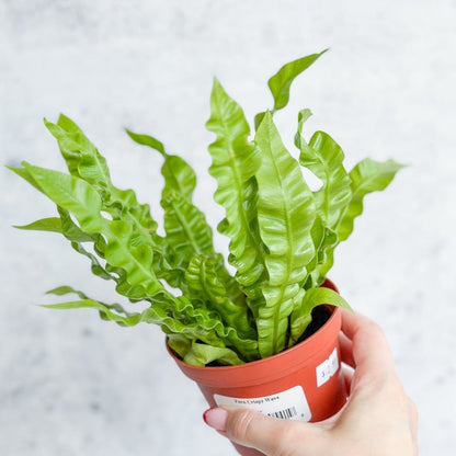  Japanese Asplenium Nidus ‘Crispy Wave Fern’ - 4 Inch