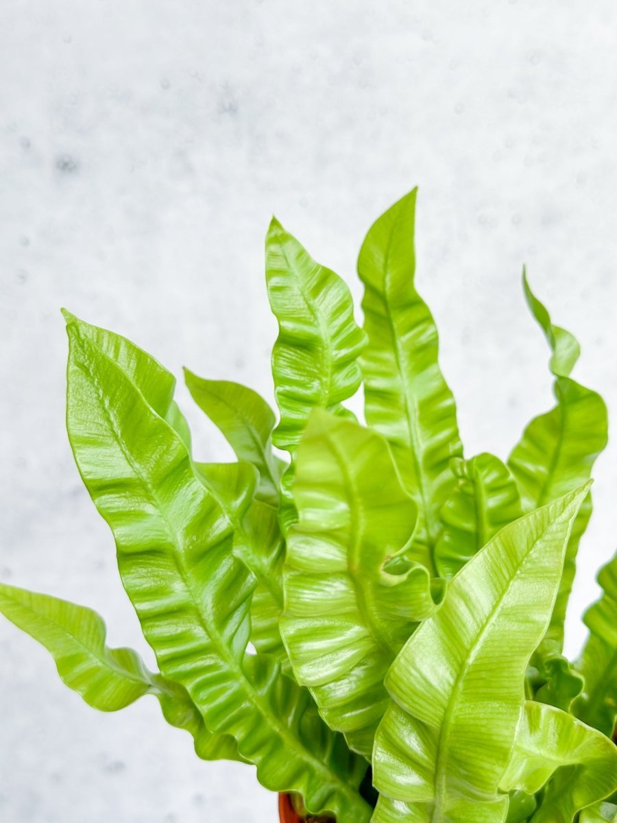  Japanese Asplenium Nidus ‘Crispy Wave Fern’ - 4 Inch