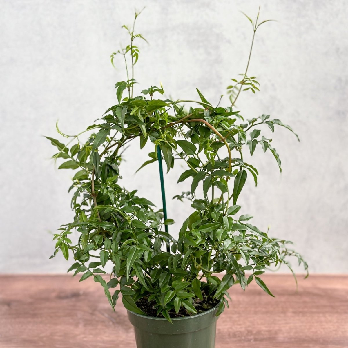  Jasmine Polyanthum - Fragrant Jasmine Hoop