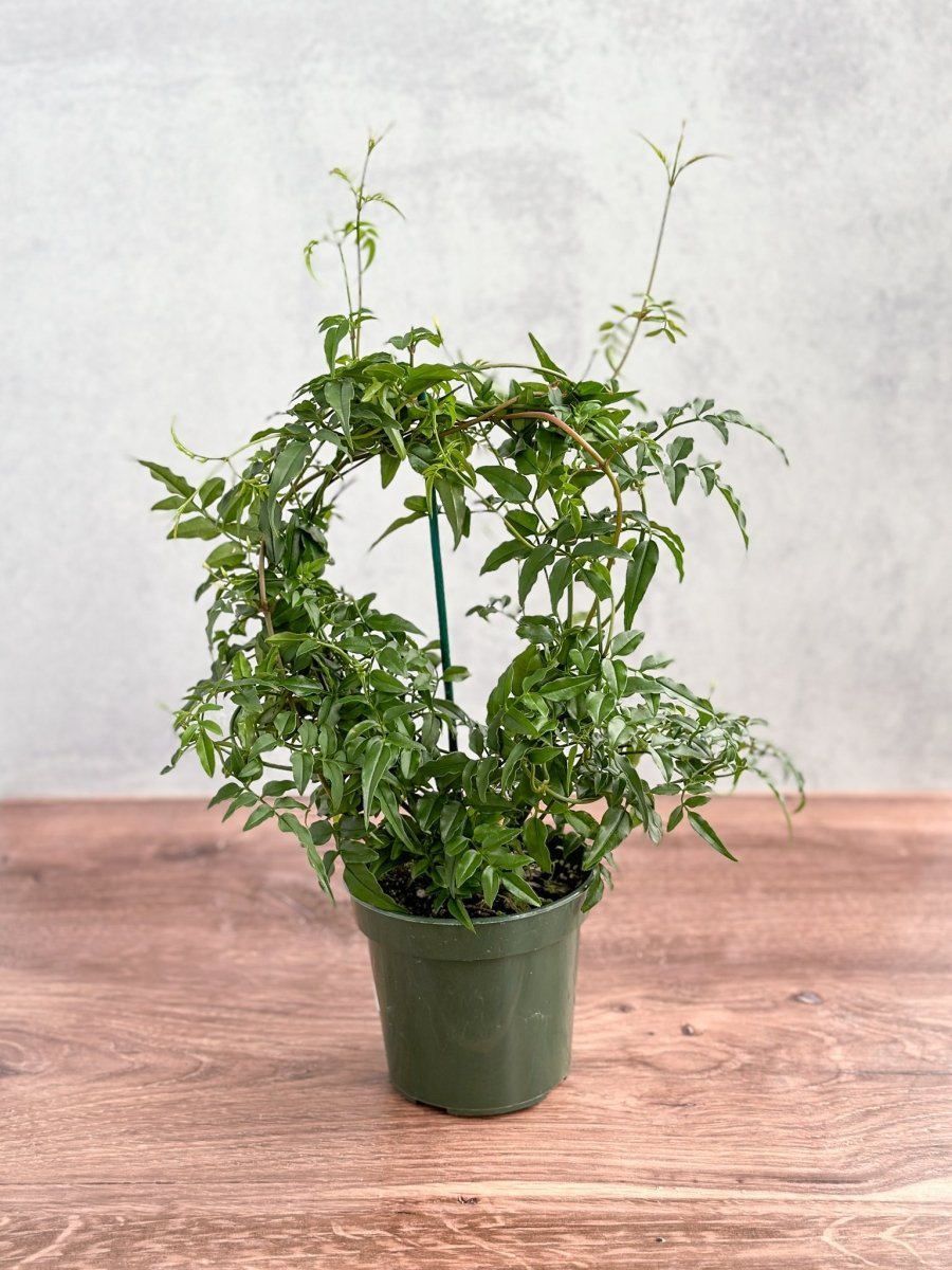  Jasmine Polyanthum - Fragrant Jasmine Hoop
