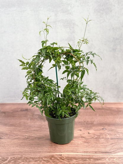  Jasmine Polyanthum - Fragrant Jasmine Hoop