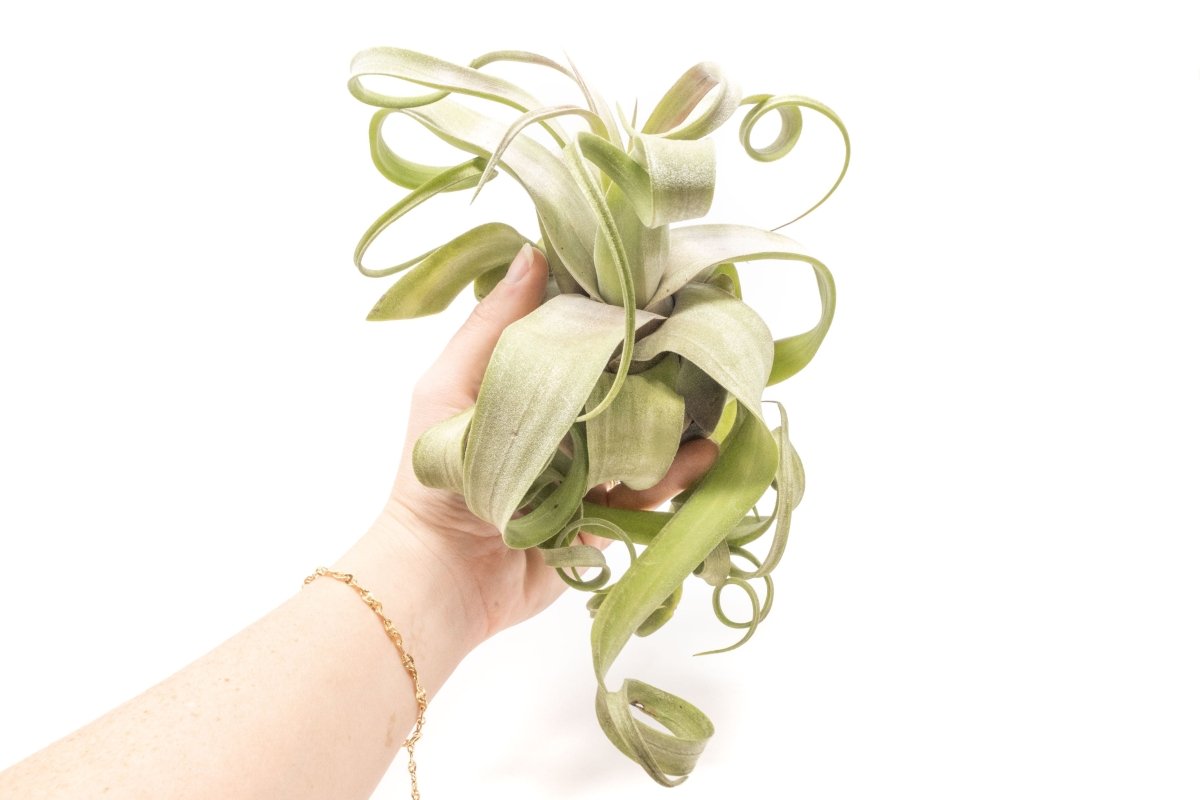  Jumbo Tillandsia Streptophylla Air Plant – Rare Curly Tillandsia (Limited Stock)