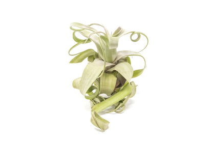  Jumbo Tillandsia Streptophylla Air Plant – Rare Curly Tillandsia (Limited Stock)