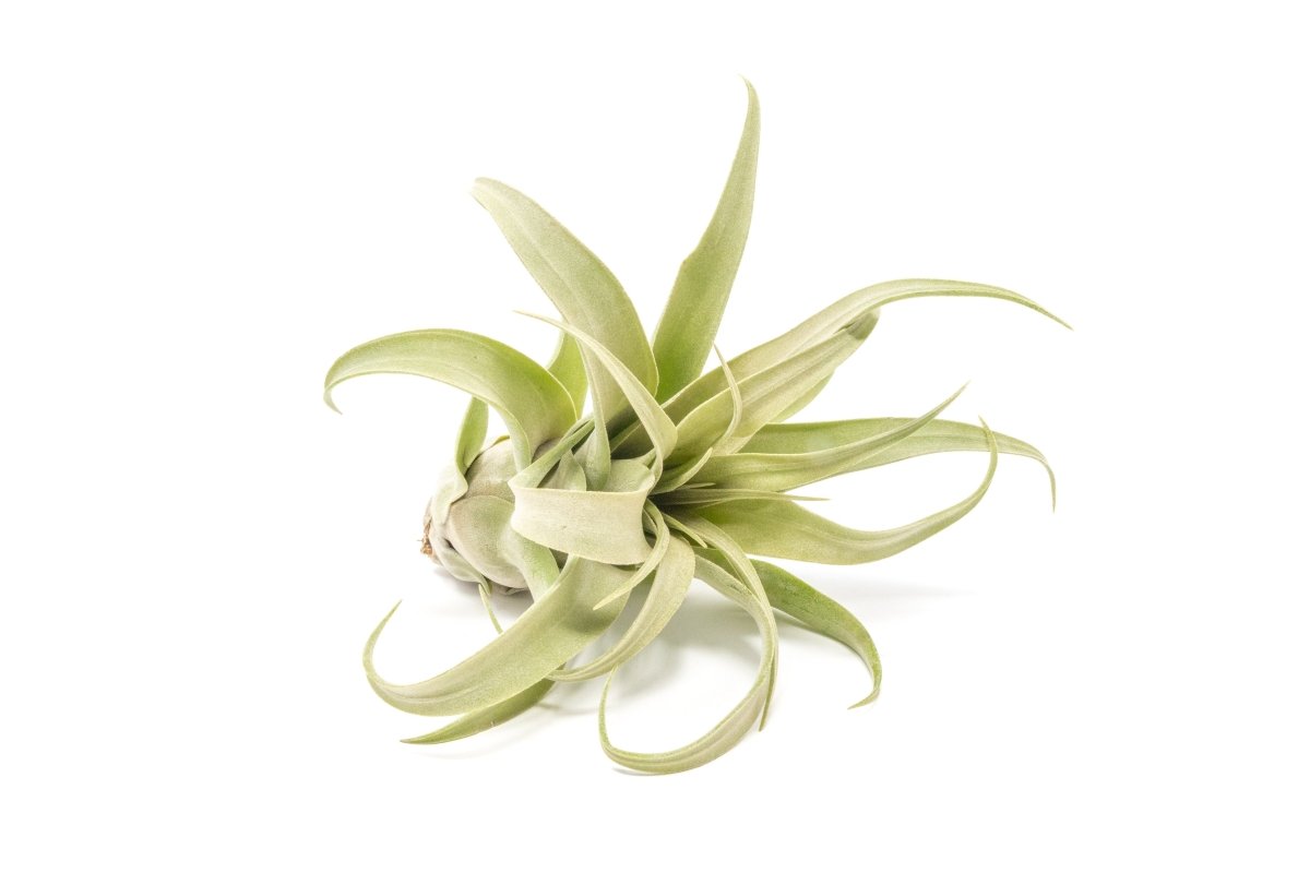  Jumbo Tillandsia Streptophylla Air Plant – Rare Curly Tillandsia (Limited Stock)