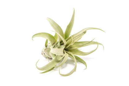  Jumbo Tillandsia Streptophylla Air Plant – Rare Curly Tillandsia (Limited Stock)
