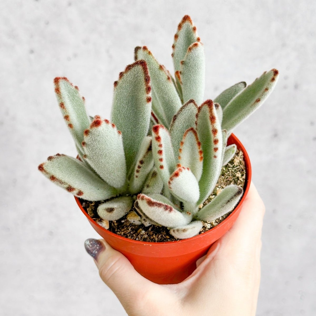  Kalanchoe Tomentosa ‘Panda’ - Panda Plant