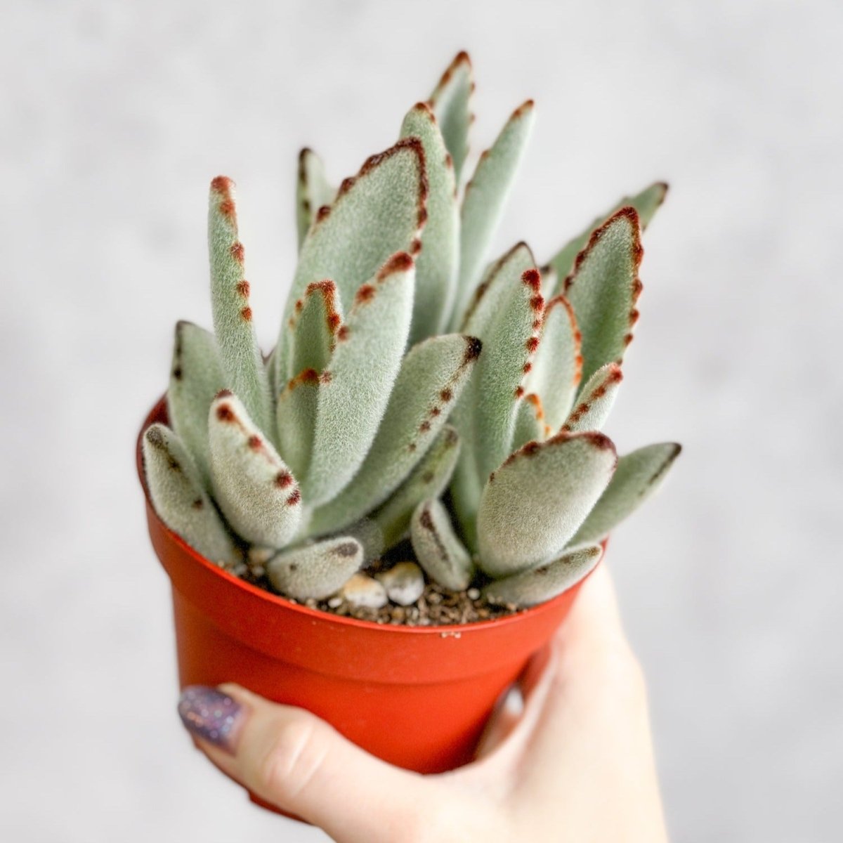  Kalanchoe Tomentosa ‘Panda’ - Panda Plant