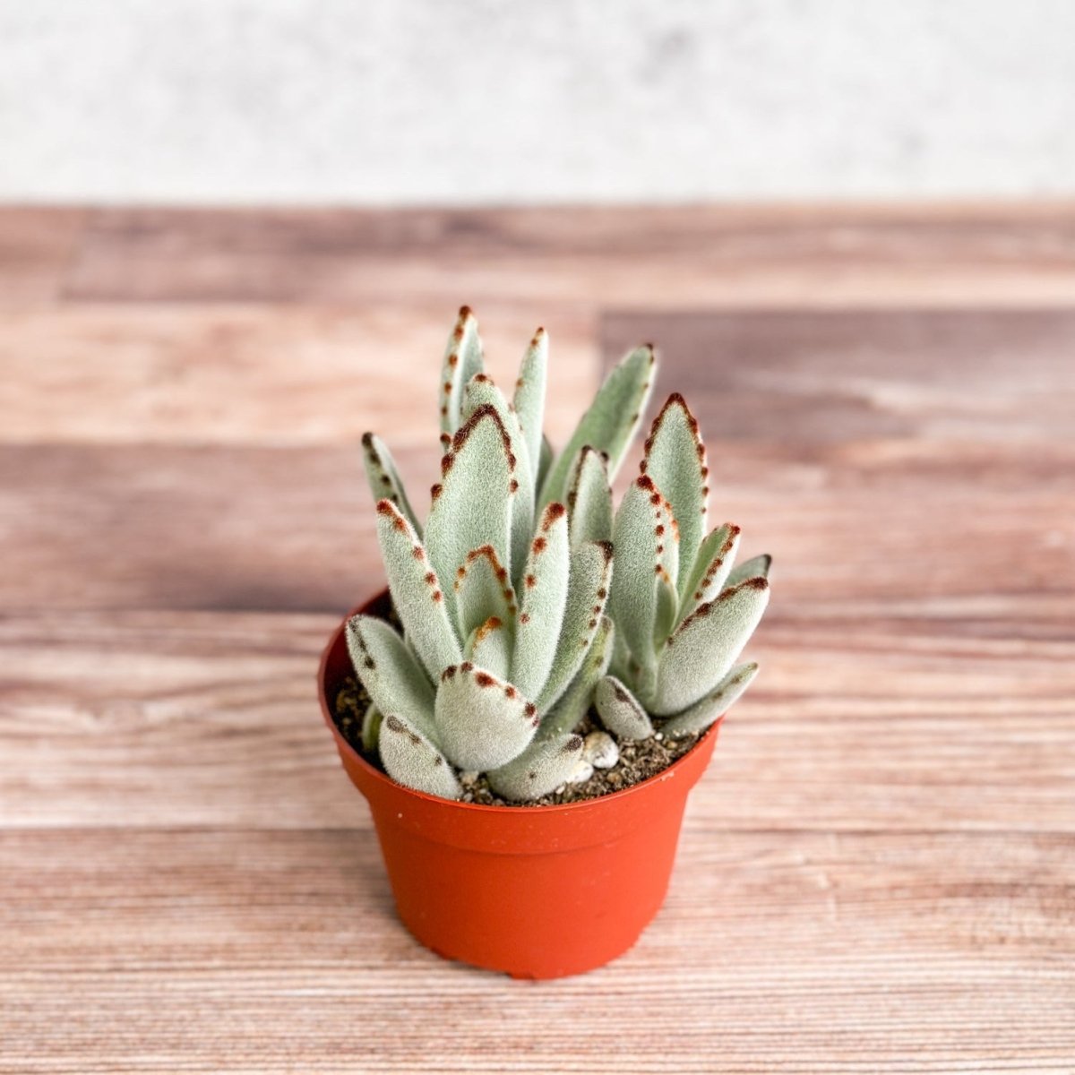  Kalanchoe Tomentosa ‘Panda’ - Panda Plant