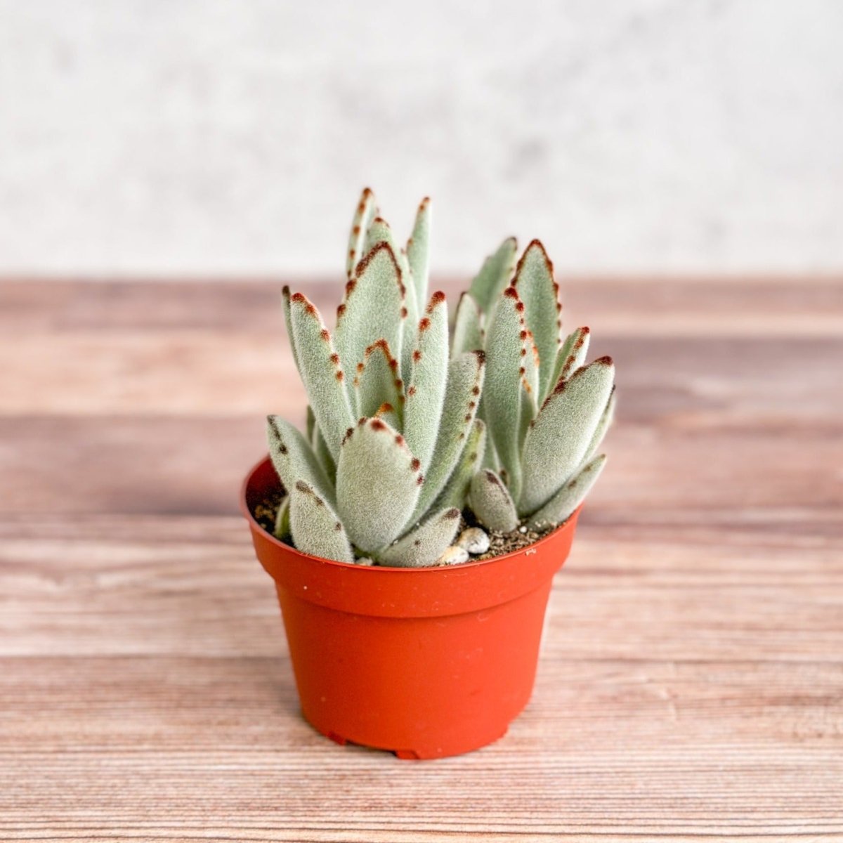  Kalanchoe Tomentosa ‘Panda’ - Panda Plant