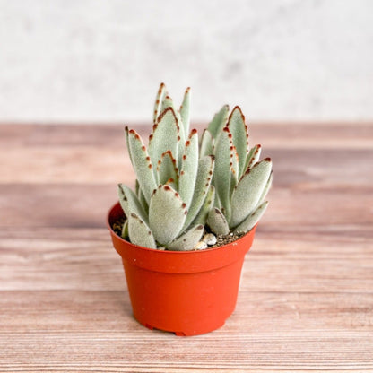  Kalanchoe Tomentosa ‘Panda’ - Panda Plant