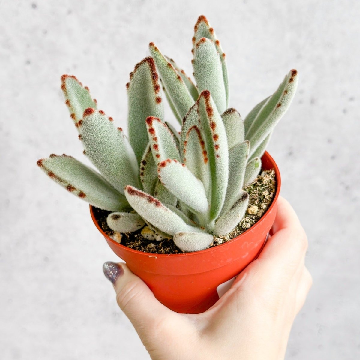  Kalanchoe Tomentosa ‘Panda’ - Panda Plant