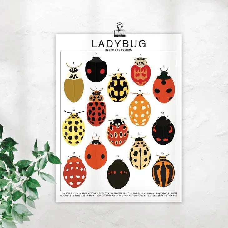  Ladybug Species ID Chart - Insects Fauna Art Print 8x10