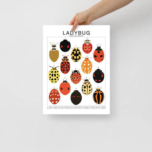  Ladybug Species ID Chart - Insects Fauna Art Print 8x10
