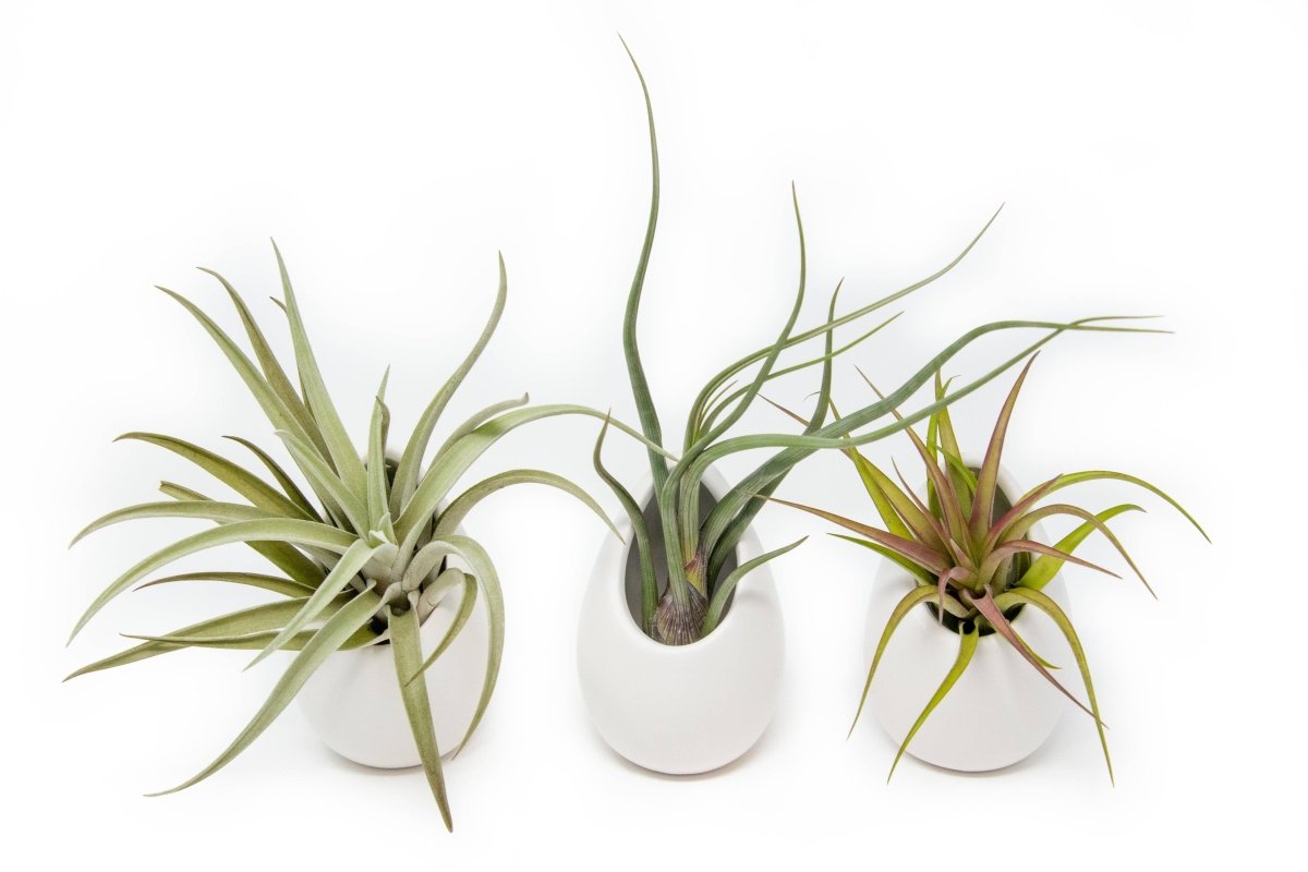  Large Ivory Ceramic Container – Hanging Or Tabletop Display Vase For Air Plants