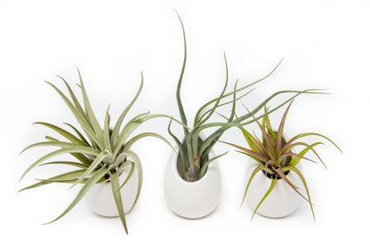  Large Ivory Ceramic Container – Hanging Or Tabletop Display Vase For Air Plants