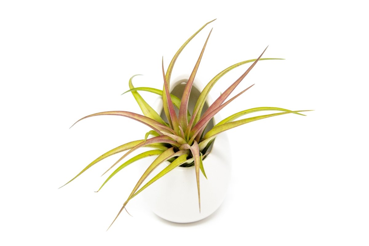  Large Ivory Ceramic Vase With Tillandsia Sparkler Air Plant