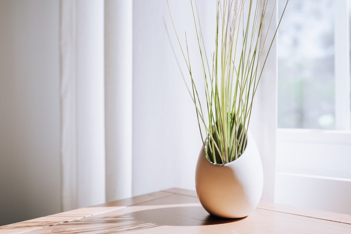  Large Ivory Ceramic Vase With Tillandsia Sparkler Air Plant