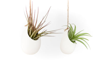  Large Ivory Ceramic Vase With Tillandsia Sparkler Air Plant