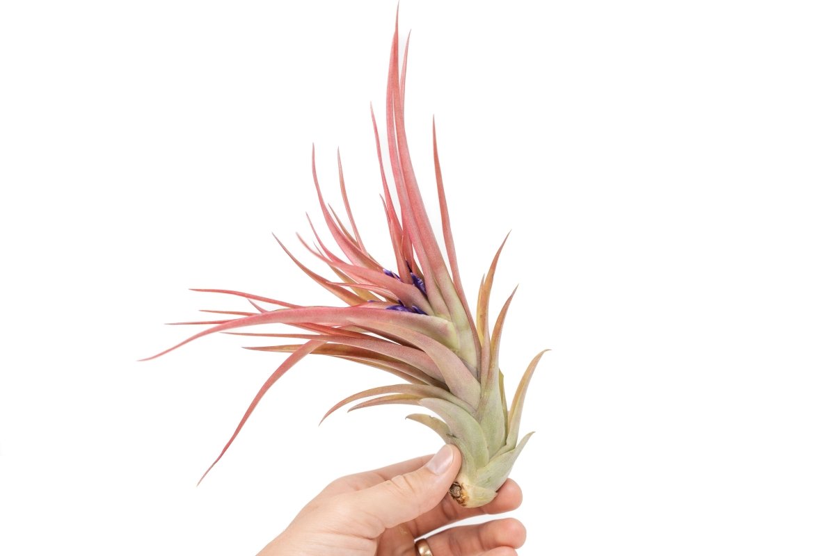  Large Tillandsia Abdita Brachycaulos Air Plants / 5-6 Inch Plants