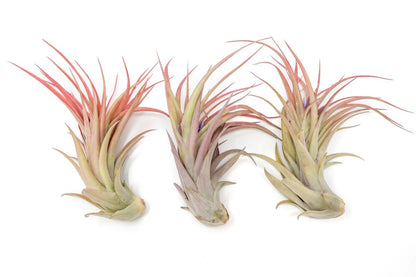  Large Tillandsia Abdita Brachycaulos Air Plants / 5-6 Inch Plants